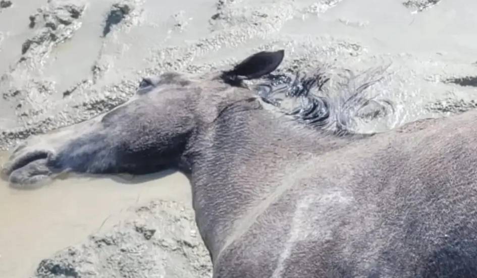 Қозоғистонда юздан ортиқ от нобуд бўлди